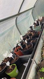 Dahlia, Volle zon, Vaste plant, Zomer, Ophalen