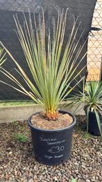 Grasboom - Dasylirion Serratifolium - eigen kweek, Tuin en Terras, Ophalen