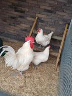 œufs à éclore, Poule ou poulet