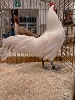 oeufs feconder de poule famenne, Animaux & Accessoires, Sexe inconnu, Poule ou poulet