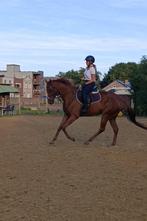 Allround recreatie paardje, Animaux & Accessoires, Chevaux, Hongre