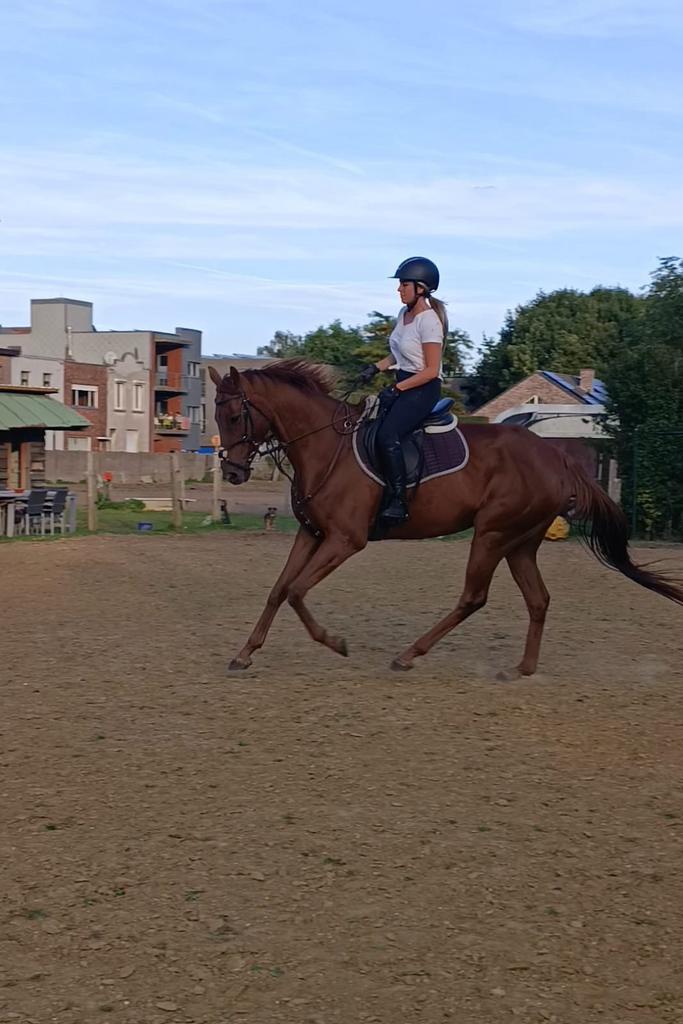 Allround recreatie paardje, Animaux & Accessoires, Chevaux, Hongre