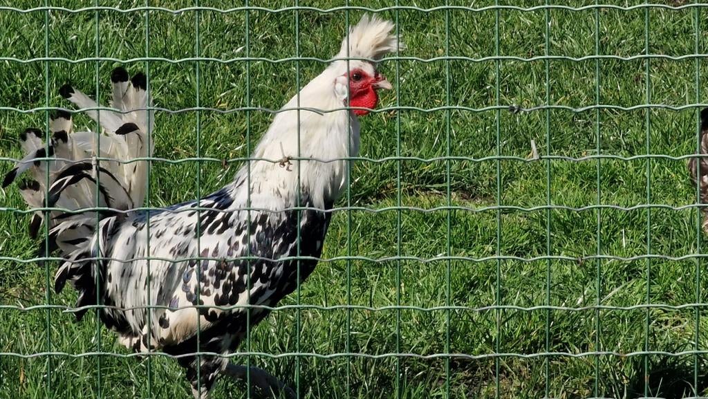 Syberisch haantje 8 maand oud