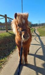 Braaf shetlander jaarling hengstje, Mai, Mâle