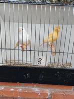 Kanaries, Dieren en Toebehoren, Vogels | Kanaries