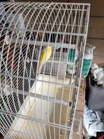 kanarie, Dieren en Toebehoren