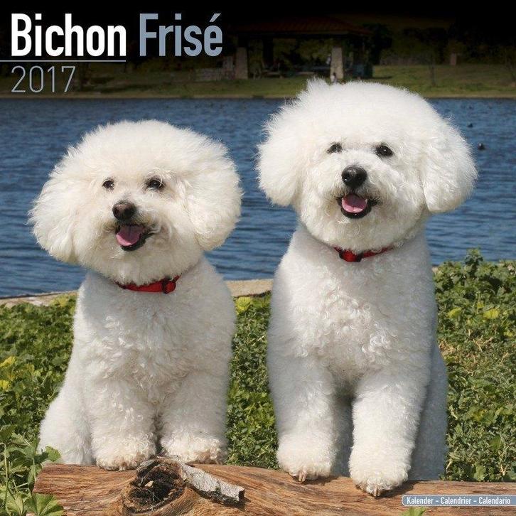 Calendrier Bichon Frise 2017, Divers, Calendriers, Neuf, Calendrier annuel, Enlèvement ou Envoi