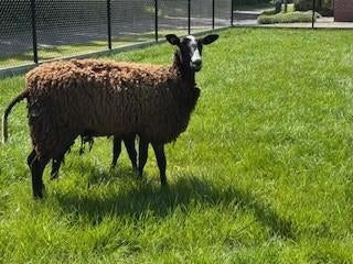 zwartbles ooien met lammeren, Dieren en Toebehoren, Vrouwelijk, Schaap, 0 tot 2 jaar
