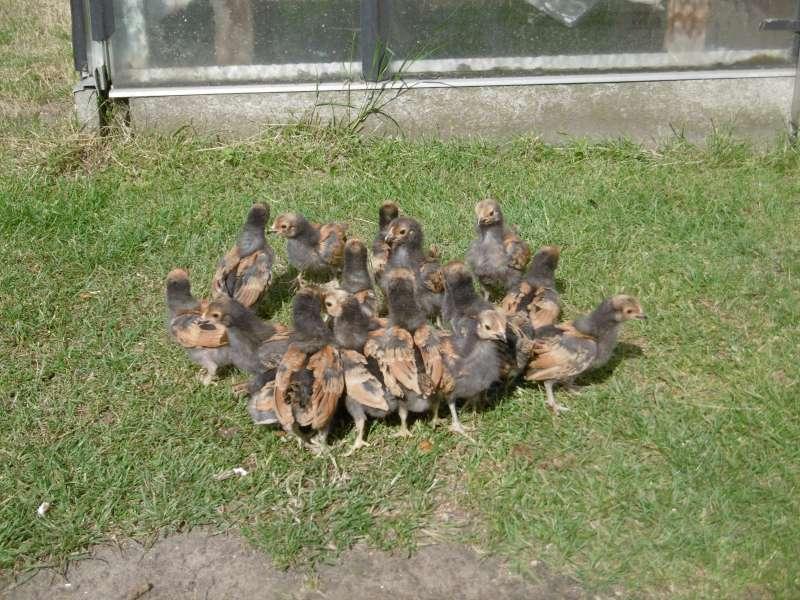 vorwerk chicks, Animaux & Accessoires, Sexe inconnu, Poule ou poulet