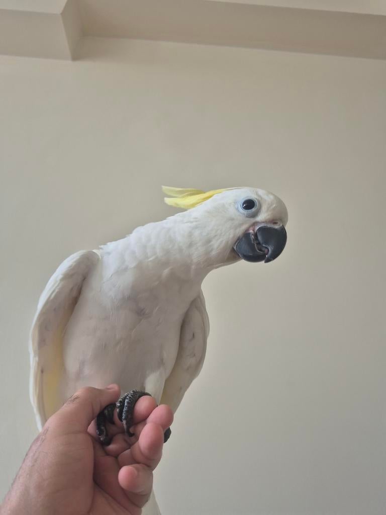 Cacatoès à crête jaune de taille moyenne, Animaux & Accessoires, Oiseaux | Perruches & Perroquets, Bagué