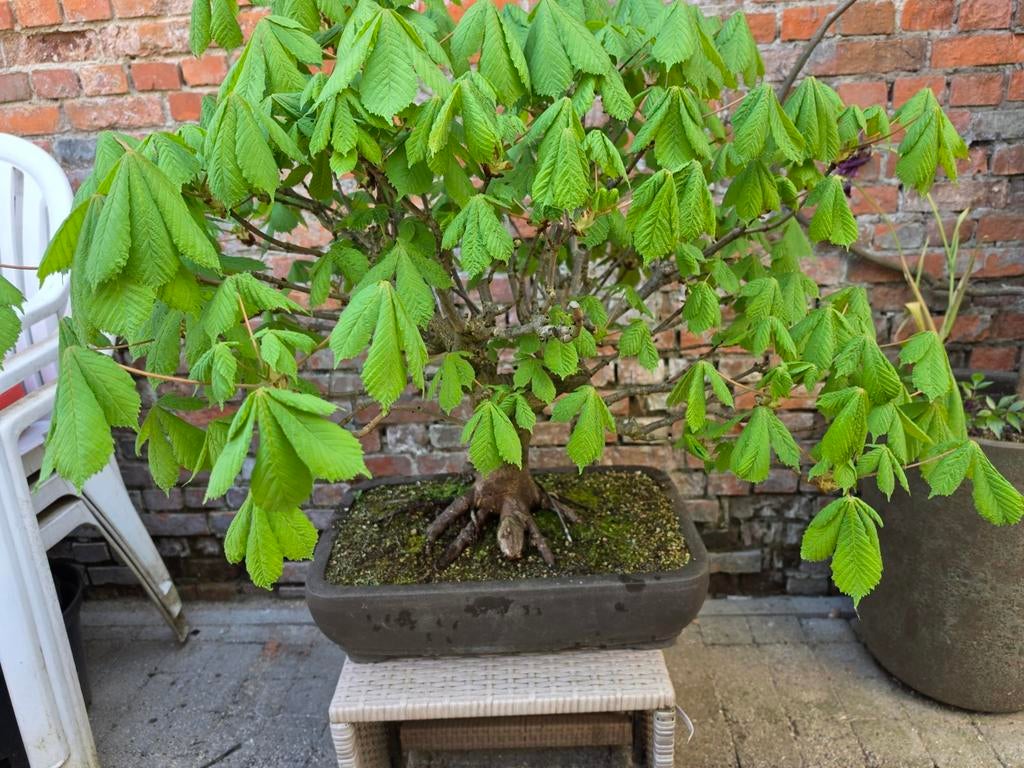 Oude kastanje bonsai, Ophalen