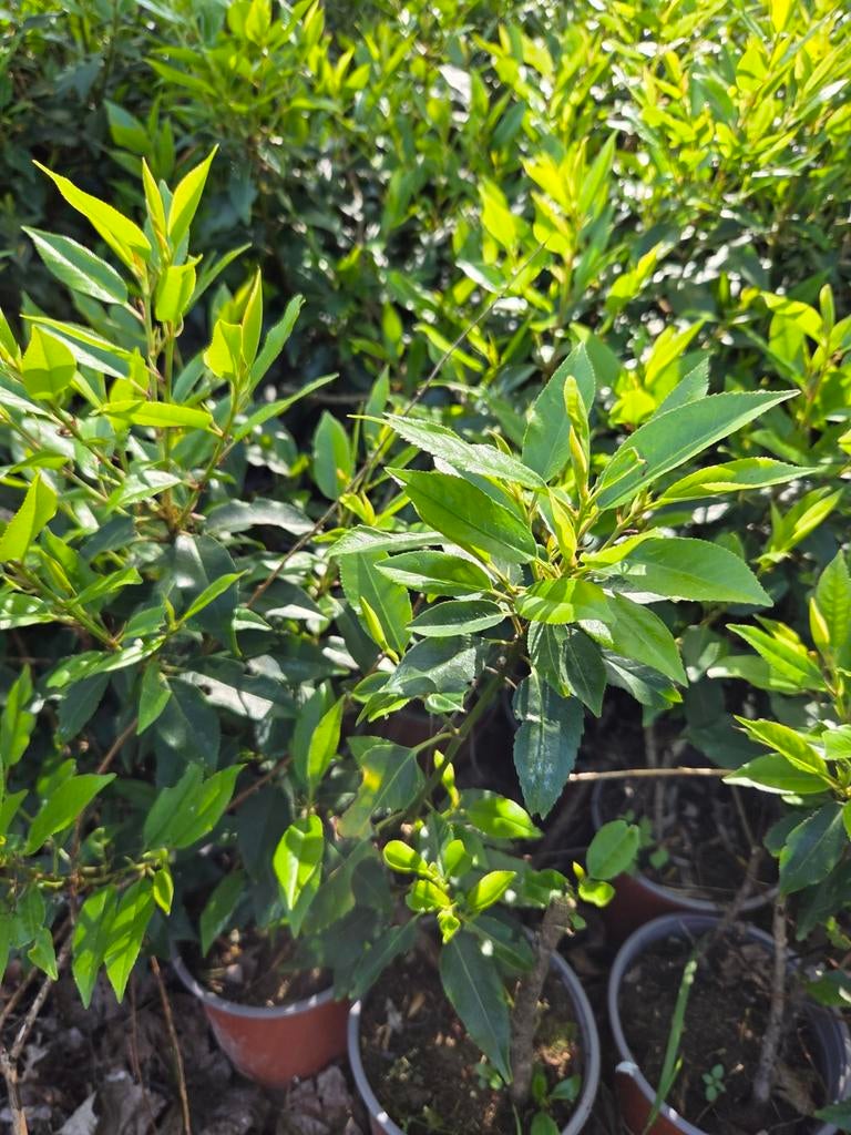 PROMOUVOIR LES PLANTES DE HAIE, Enlèvement ou Envoi, Buis