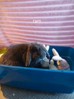 Konijnen, Dieren en Toebehoren, Juni, Mannelijk, Overige typen