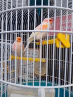 TRÈS BONNE COULEUR SIFFLANTE POUR LES CANARIS, mâles et feme, Animaux & Accessoires, Plusieurs animaux, Canari chanteur