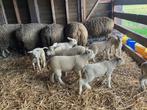 Ooi met lammeren te koop, Dieren en Toebehoren, Schapen, Geiten en Varkens
