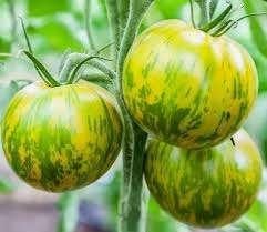 Tomaten-paprikaplanten, Tuin en Terras, Planten | Tuinplanten, Eenjarig, Groenteplanten, Volle zon, Zomer, Ophalen