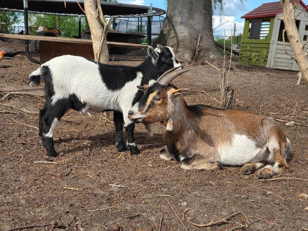 Dwerggeiten, Dieren en Toebehoren, Schapen, Geiten en Varkens