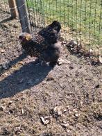 Brahma kippen, Dieren en Toebehoren, Vrouwelijk, Kip