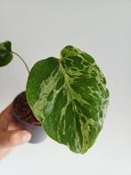 Monstera Bulbasaur, Huis en Inrichting, Overige soorten, In pot, Minder dan 100 cm, Groene kamerplant