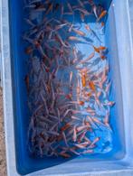 Tancho, Kohaku, Benigoi & Shiro Muji (3–18 cm)–laatste stuks, Karper of Koi