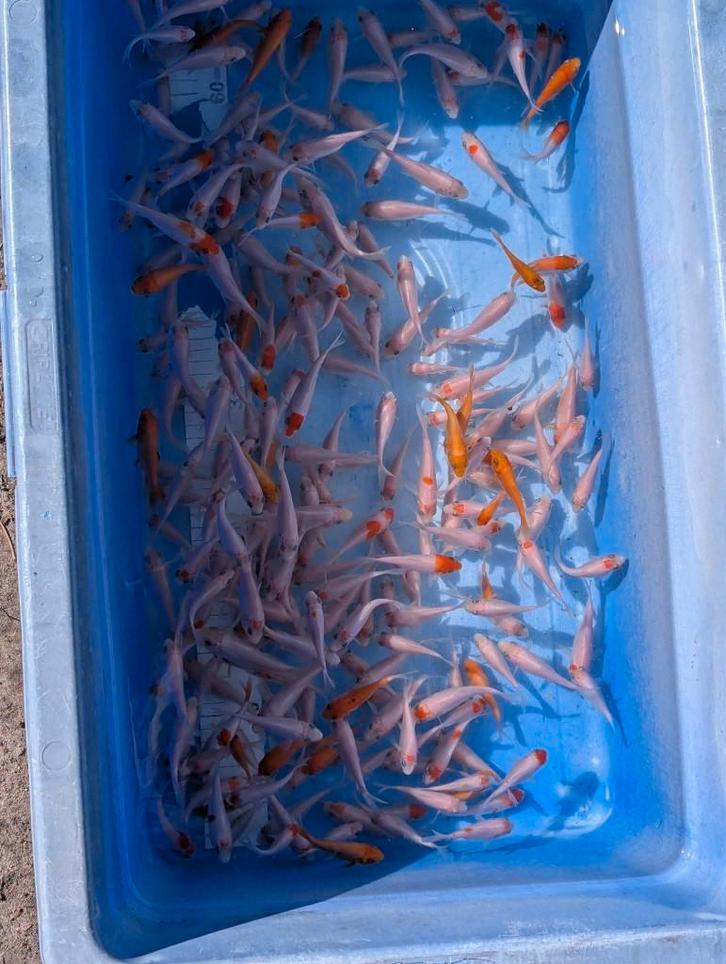 Tancho, Kohaku, Benigoi & Shiro Muji (3–18 cm)–laatste stuks, Dieren en Toebehoren, Vissen | Vijvervissen, Karper of Koi