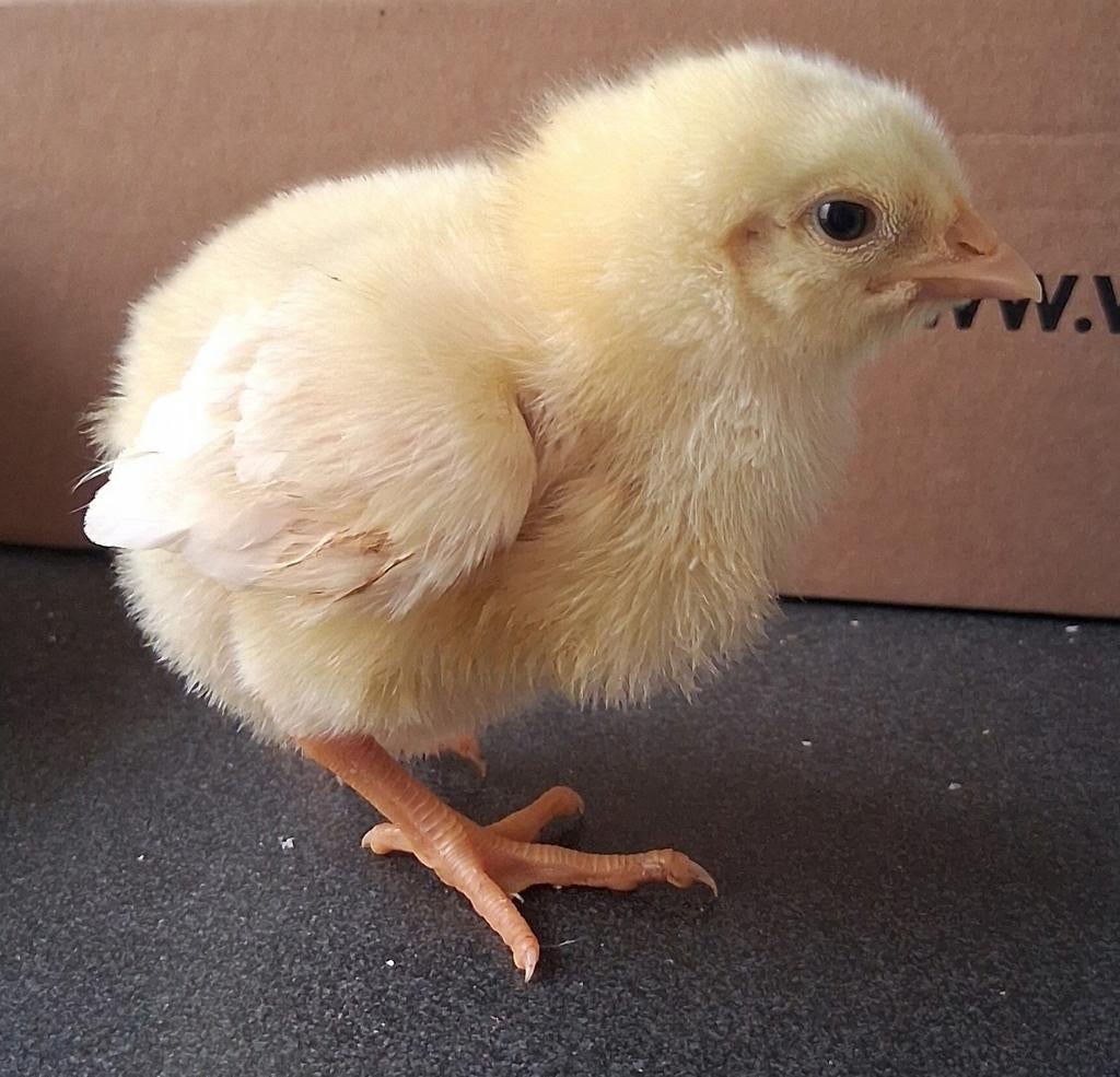 Ross 308, Animaux & Accessoires, Sexe inconnu, Poule ou poulet