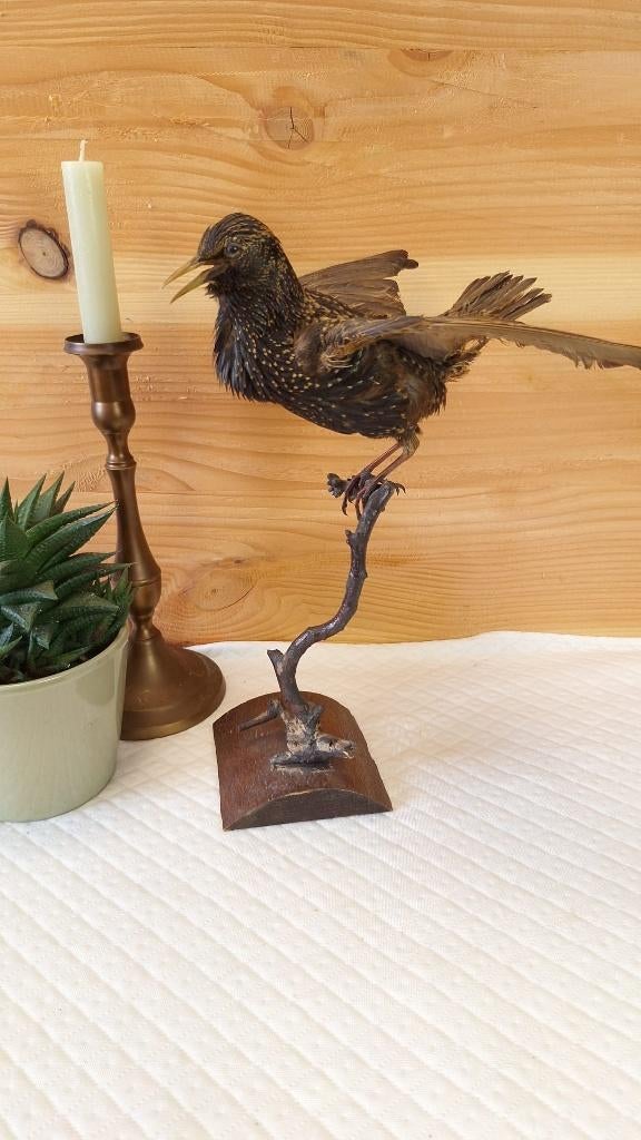 Taxidermie - opgezette spreeuw, Ophalen of Verzenden, Gebruikt