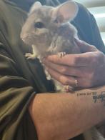 Cage Chinchilla, Animaux & Accessoires, Enlèvement, Cage, Chinchilla