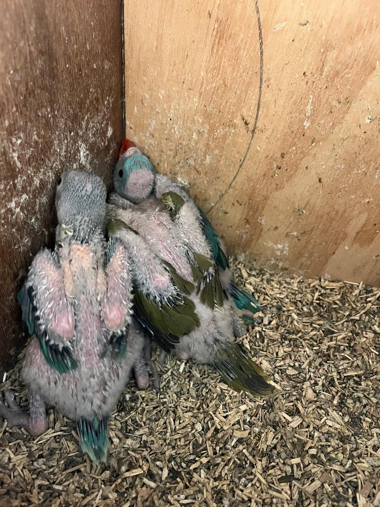 Baby halsbandparkeiten blauw en olijf, Dieren en Toebehoren, Meerdere dieren, Parkiet, Geringd