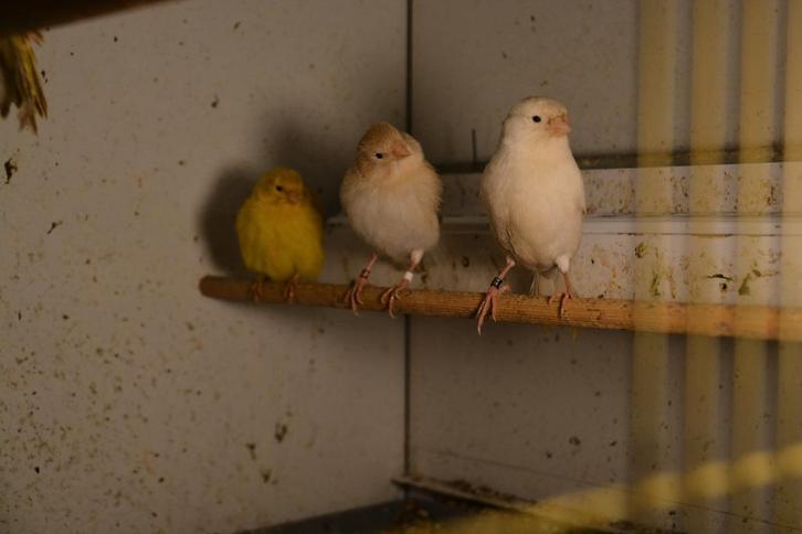 Kanariepoppen, Dieren en Toebehoren, Vogels | Kanaries, Kleurkanarie, Vrouwelijk