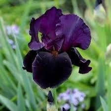 Iris Black Swan, Ophalen