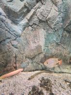 Cichlidés américain vieja, Poisson