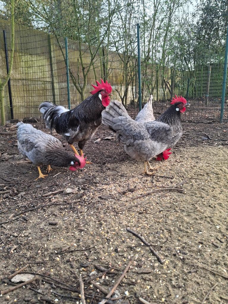 Verse broedeieren leghorn Blauw, Dieren en Toebehoren, Pluimvee, Geslacht onbekend, Kip