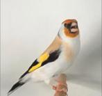 Je cherche  femelle chardonneret major