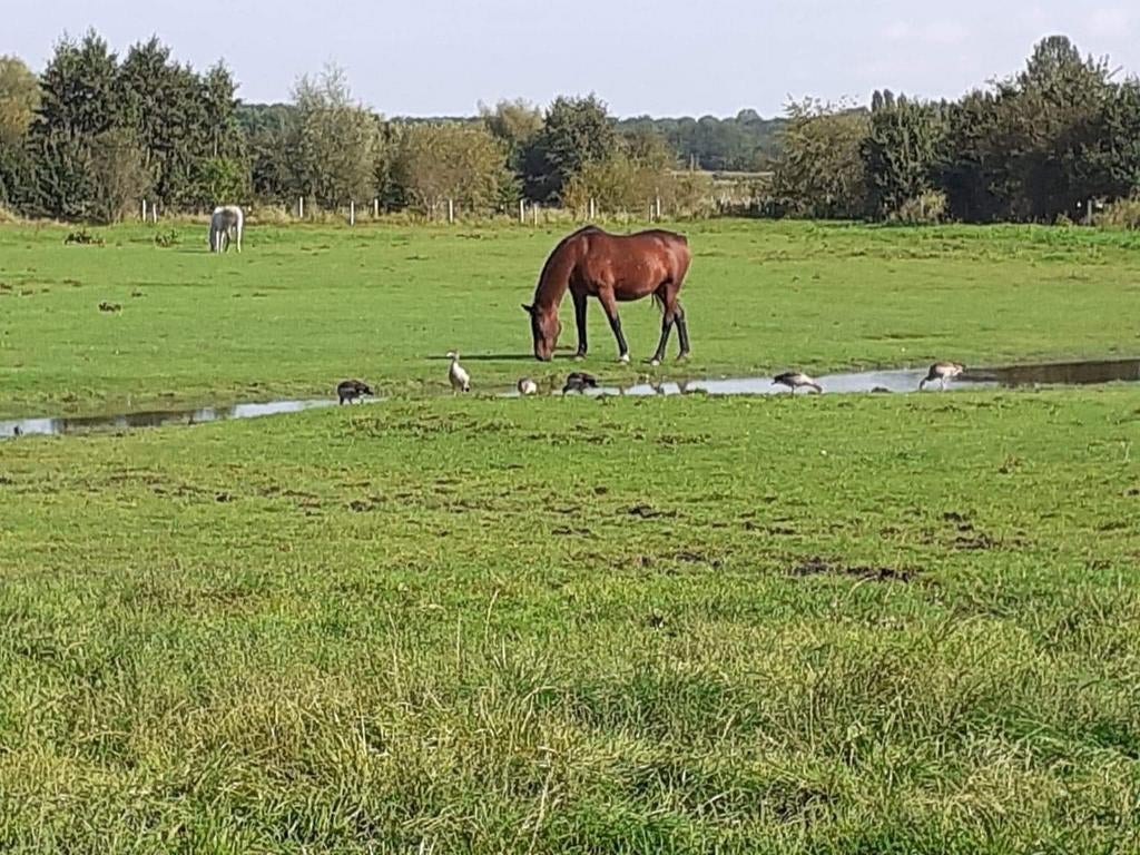 Pension prairie Pommeroeul, Animaux & Accessoires