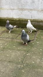 Perfecte Takla, Dieren en Toebehoren