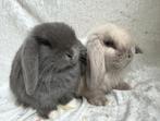 2 Prachtig mooie super lieve handtamme Minilop konijntjes, Plusieurs animaux, Petit, Oreilles tombantes, 0 à 2 ans