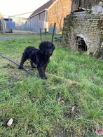 Mooi medium zwart goldendoodle pup!, 15 semaines à 1 an, Golden retriever, Chien (mâle), Belgique