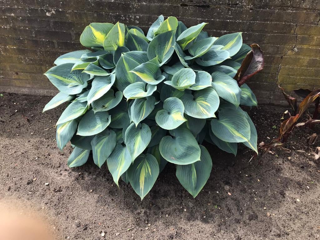 Hosta's, Tuin en Terras, Vaste plant, Halfschaduw, Zomer, Ophalen