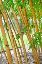 Phylostachys vivax Aureocaulis, Enlèvement