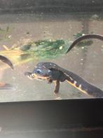 Tritons à venir chercher à Louvain-la-Neuve, Divers, Enlèvement