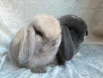 2 Zeldzaam mooie super lieve handtamme Minilop konijntjes, Dieren en Toebehoren, Konijnen, Meerdere dieren, Klein, Hangoor, 0 tot 2 jaar