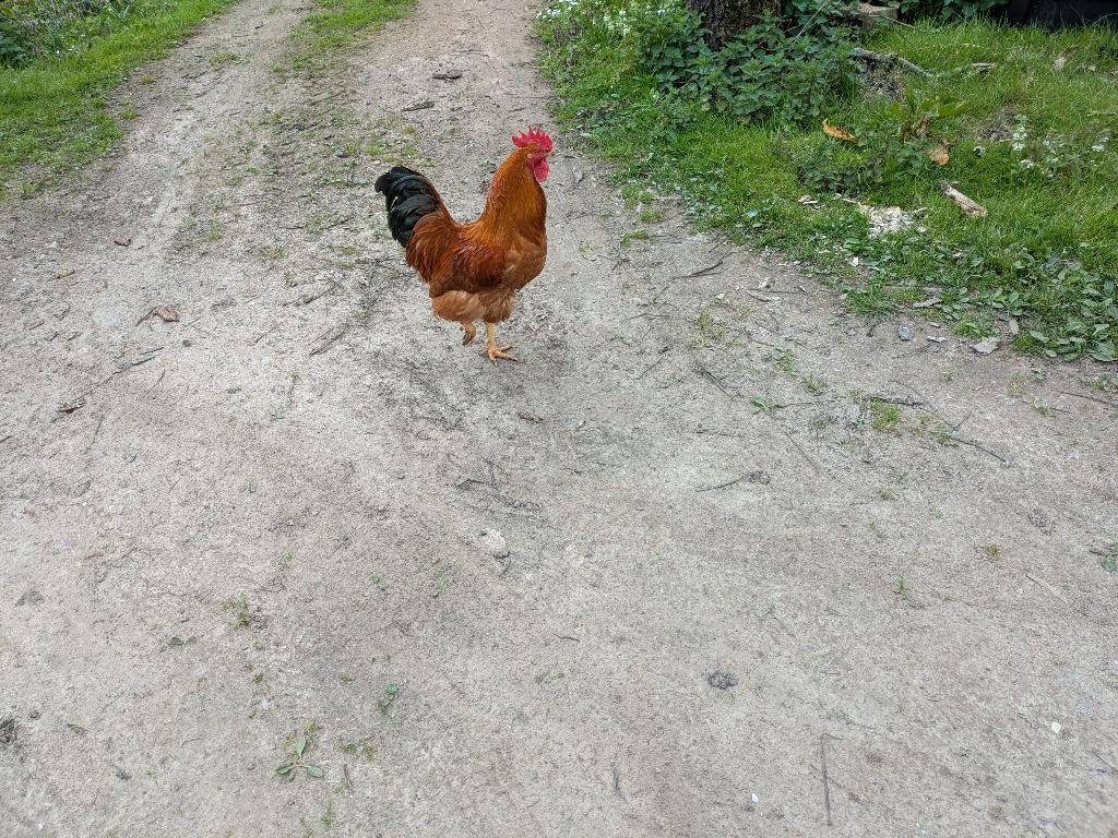 haan, Dieren en Toebehoren, Pluimvee, Mannelijk, Overige soorten