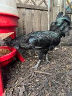 Ayam cemani haantje, Dieren en Toebehoren, Pluimvee