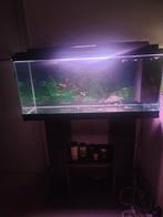 Aquarium 80cm met binnen filter, Ophalen