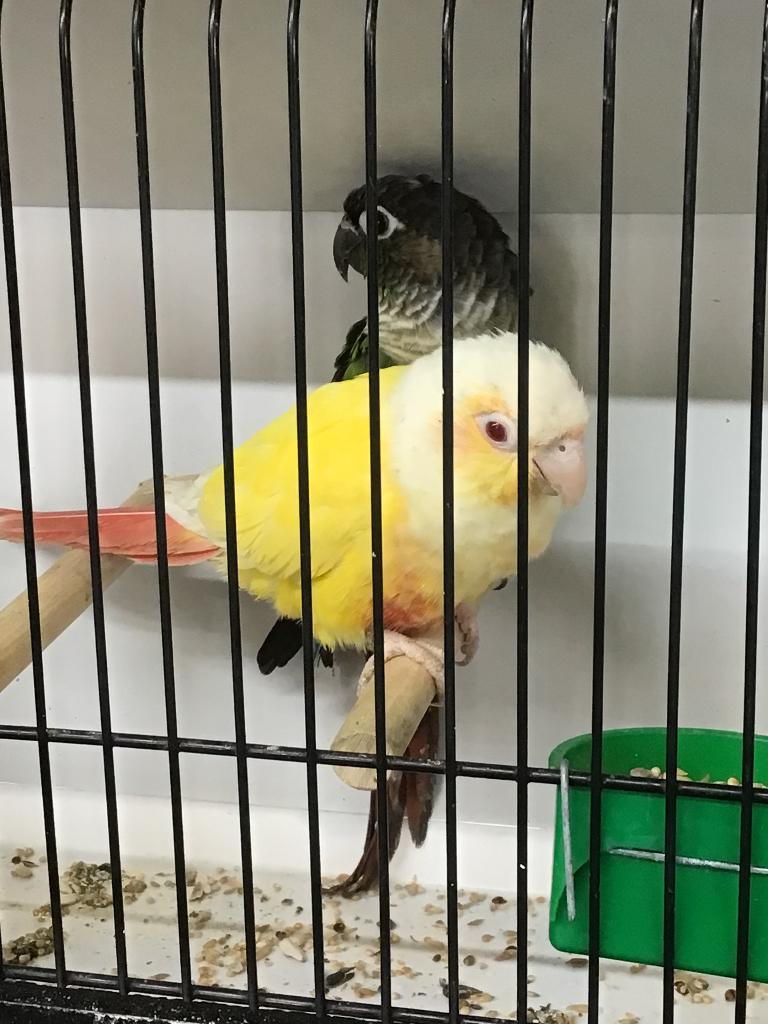 Pyrrhura molinae lutino, Plusieurs animaux, Perruche, Bagué