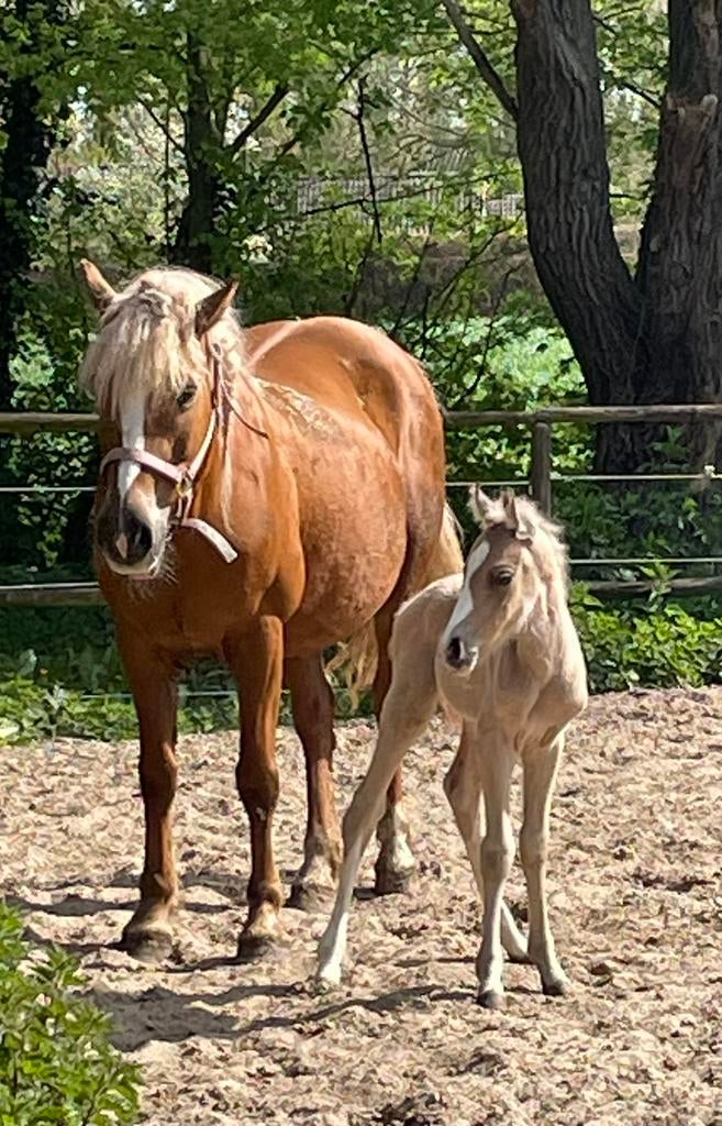 Knap perlino-valk hengstveulen, Dieren en Toebehoren, Pony's, Met stamboom, Springpony, 0 tot 2 jaar, Hengst