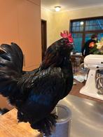 Baardkriel (Antwerpse) haantje 2025, Dieren en Toebehoren, Pluimvee