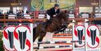 opzoek naar een springpaard, Animaux & Accessoires, Chevaux