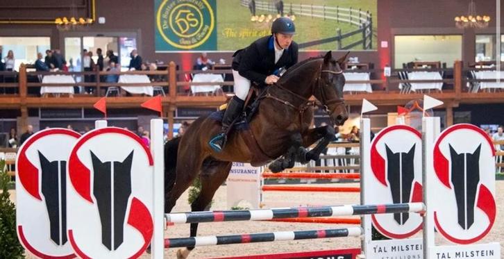 opzoek naar een springpaard, Dieren en Toebehoren, Paarden